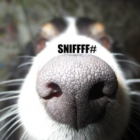 SNIFFFF