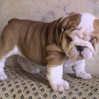 Bullrotz!