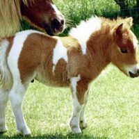 PetitPoney